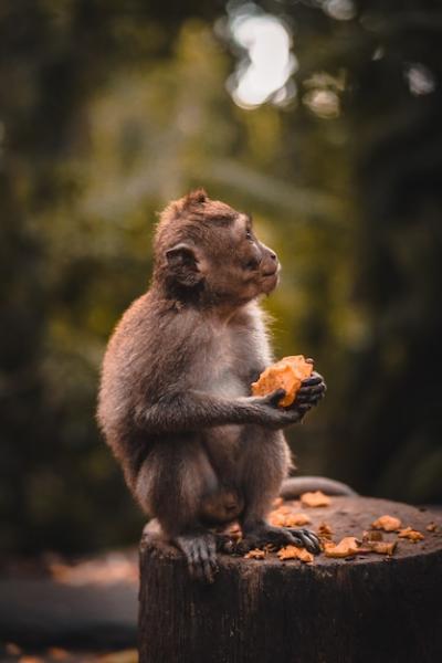 Cute Macaque Monkey Enjoying a Fruit – Free Download