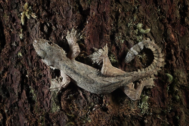 Flying Gecko Camouflage on Wood – Closeup Shot on Tree | Free Download