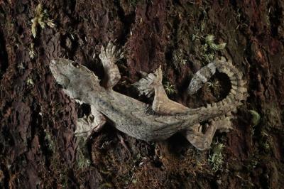 Flying Gecko Camouflage on Wood – Closeup Shot on Tree | Free Download