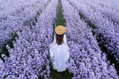 Beautiful Girl in White Dress Walking Through Margaret Flower Fields in Chiang Mai, Thailand – Free Download