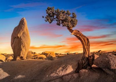 Stunning Desert Landscape Featuring a Boulder Rock and Isolated Sabal Palmetto Tree – Free Download