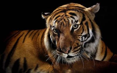 A Tiger Against a Black Background – Free Stock Photo for Download