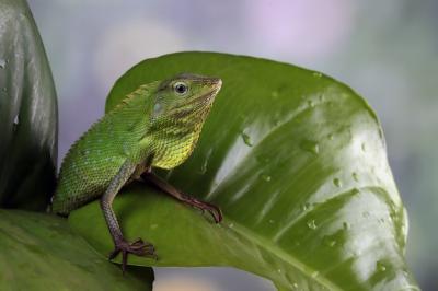 Green Lizard Sunbathing on a Branch – Free Stock Photo for Download