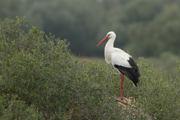 Graceful White Stork Standing in a Lush Grass Field – Free Download