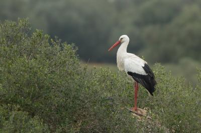 Graceful White Stork Standing in a Lush Grass Field – Free Download