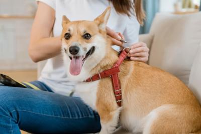 Woman Putting Harness on Dog – Free Download