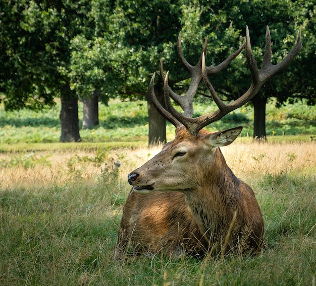 Male Elk Surrounded by Grass in Daytime – Free Stock Photo for Download