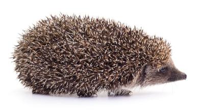 Small Hedgehog Isolated on a White Background – Free Stock Photo for Download