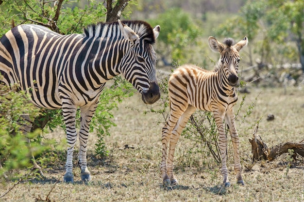 Adult and Juvenile Zebra in Lush Greenery – Free Download