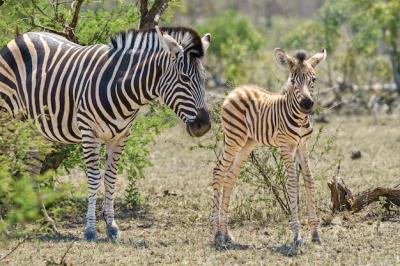 Adult and Juvenile Zebra in Lush Greenery – Free Download