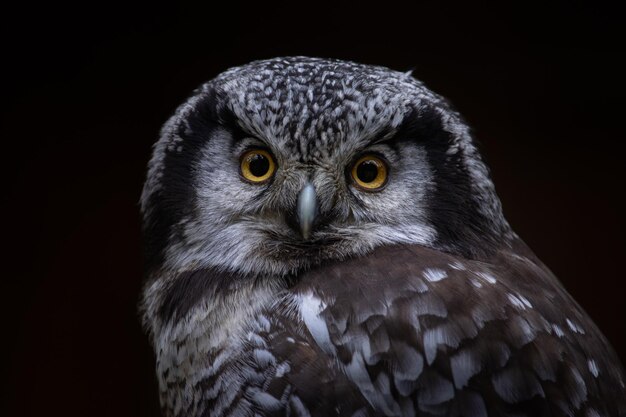 Close-up Portrait of Owl – Free to Download Stock Photo