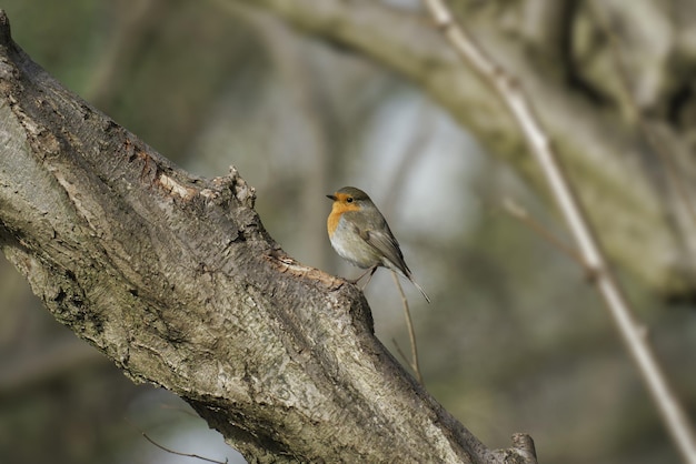 Adorable Robin Bird on Thick Tree Branch – Free Download