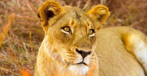 Stunning African Lion Relaxing in South Africa’s Lush Grass – Free Stock Photo, Download for Free