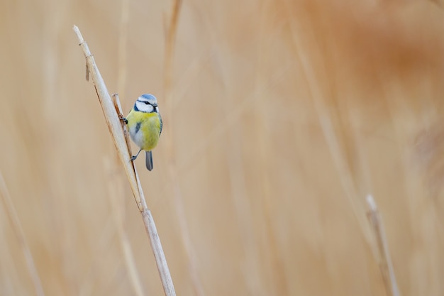 Small Colorful Bird on Dry Grass – Free Stock Photo, Download Free