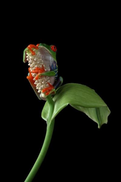 Redeyed Tree Frog on Green Leaves Against Black Background – Free Download