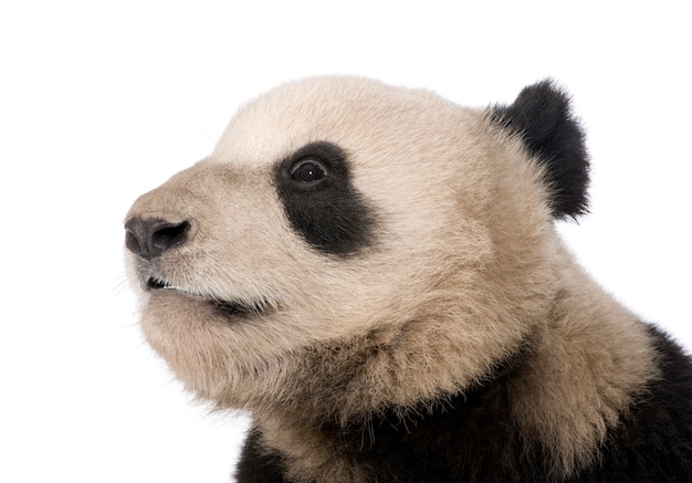 Giant Panda, Ailuropoda melanoleuca on a White Background – Free Download