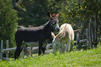 Grazing Donkeys in a Lush Green Farm Field Under Sunlight – Free Download