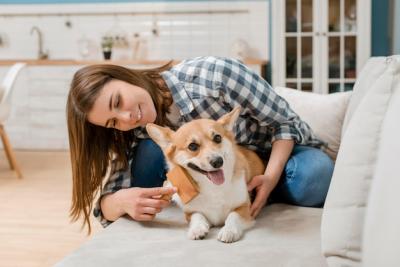 Smiley Woman Brushing Her Dog on Couch – Free Stock Photo, Download Free