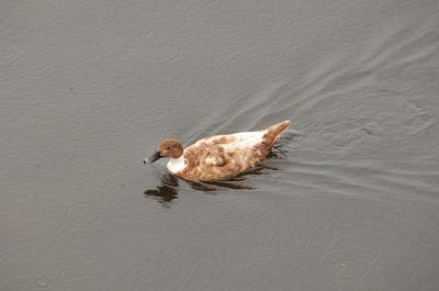 Beautiful Brown Duck Swimming in Water – Free Stock Photo for Download