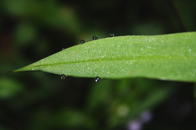 Beautiful Greenery – Download Free Stock Photos