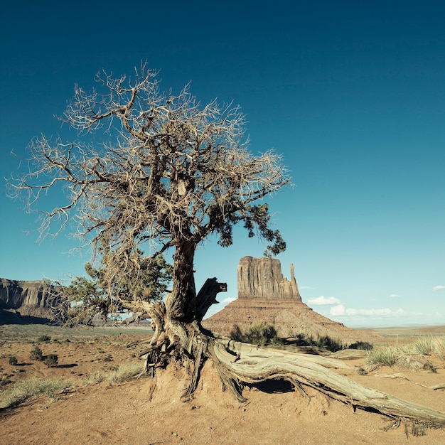 Stunning View of Monument Valley and Tree – Free Download