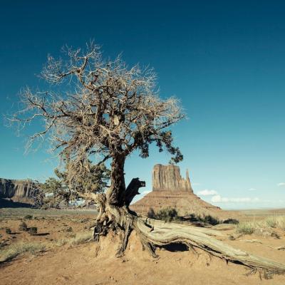 Stunning View of Monument Valley and Tree – Free Download