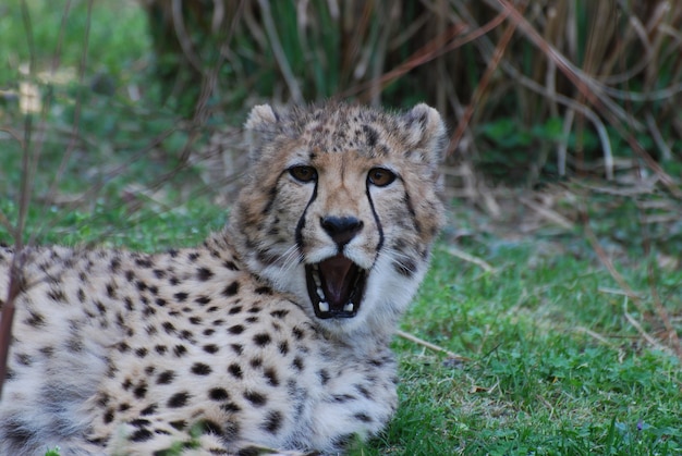 Cheetah Close-Up Showing Teeth – Free Stock Photo, Download Free Stock Photo