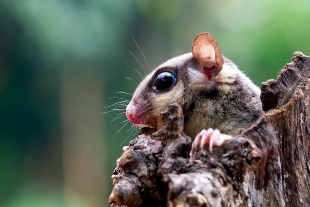 Cute Face Sugar Glider on Wood – Free Download