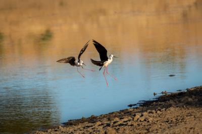 Black-Winged Stilt in Flight Over Lake – Free Stock Photo for Download