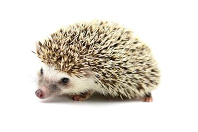 Porcupine on White Background – Free Stock Photo for Download