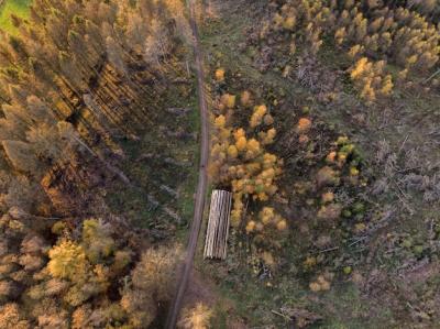 Beautiful High Angle Shot of Trees in a Field – Free to Download