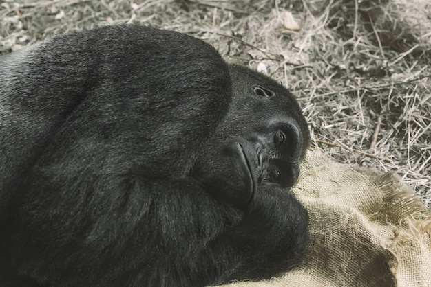 Gorilla Trying to Sleep – Free Stock Photo, Download for Free