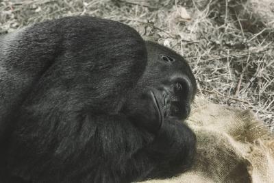 Gorilla Trying to Sleep – Free Stock Photo, Download for Free