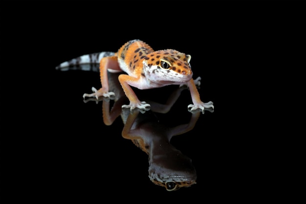 Close-Up of a Leopard Gecko Reflection Against a Black Background – Free to Download