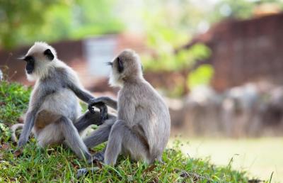 Monkey in Sri Lanka – Free Stock Photo for Download