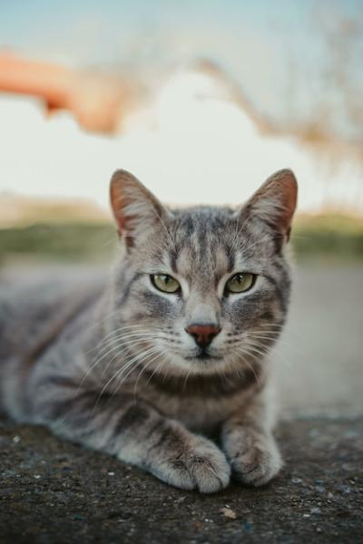 Close-up Shot of a Gray Cat – Free Download