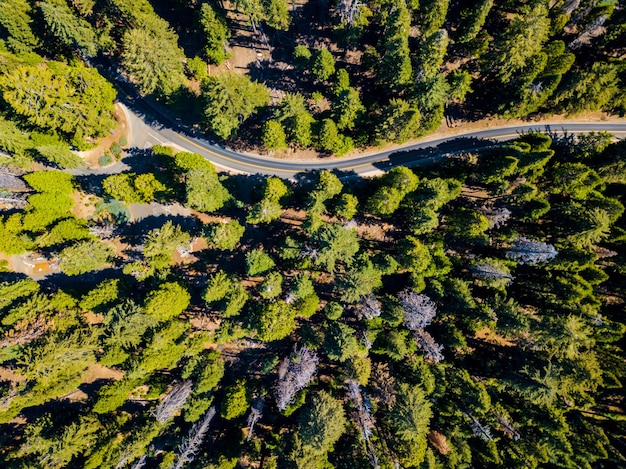 Aerial Shot of a Forest – Free Download Stock Photo