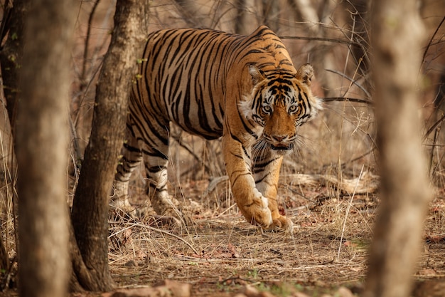 Amazing Bengal Tiger in Nature – Free Stock Photo, Download for Free