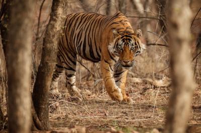 Amazing Bengal Tiger in Nature – Free Stock Photo, Download for Free