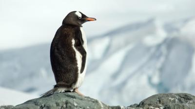 Side View of Penguin on Rock Against Snowcapped Mountain – Download Free Stock Photo