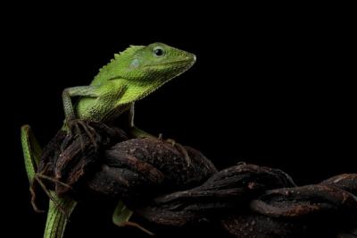 Green Lizard Sunbathing on Wood – Free Stock Photo for Download