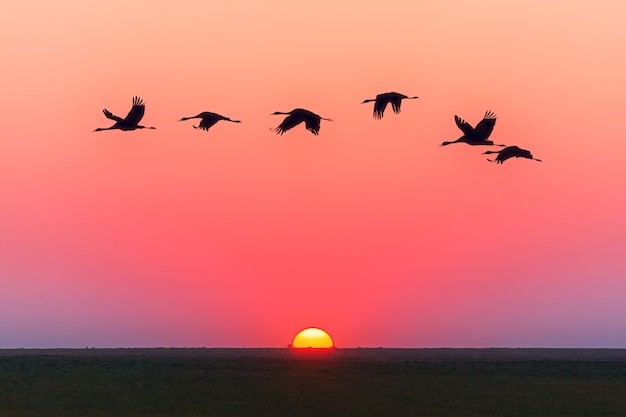 Stunning Pink Sky Sunset with Flying Birds – Free Download