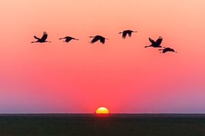 Stunning Pink Sky Sunset with Flying Birds – Free Download