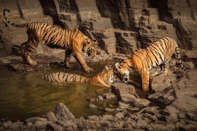 Amazing Bengal Tigers in Nature – Free Stock Photo Download