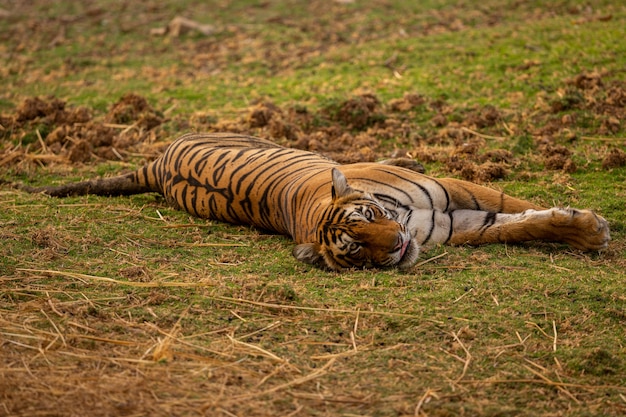 Amazing Tiger in Its Natural Habitat – Free Download