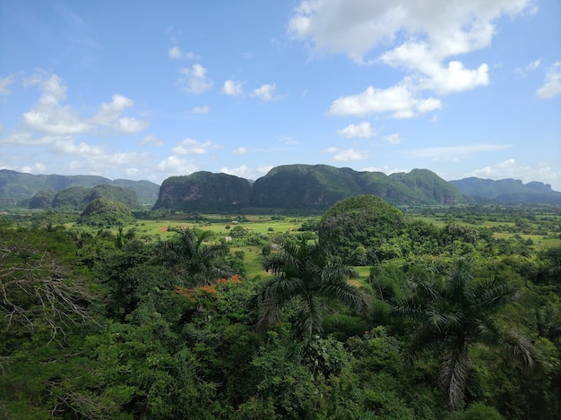 Large Green Landscape Full of Trees and Grass – Free Download