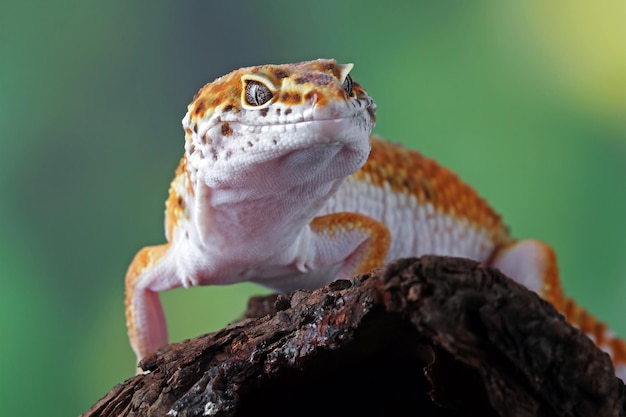 Close-Up of Leopard Gecko on Wood – Free Download