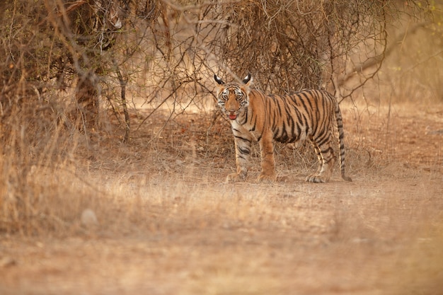 Amazing Bengal Tiger in Nature – Free Stock Photo, Download Free