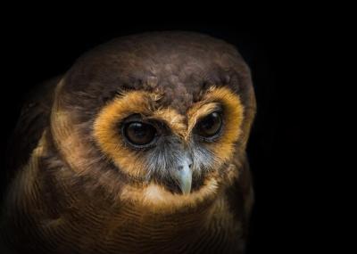 A Malay Owl Close-up in a Falconry in Saarburg – Free Stock Photo, Download for Free