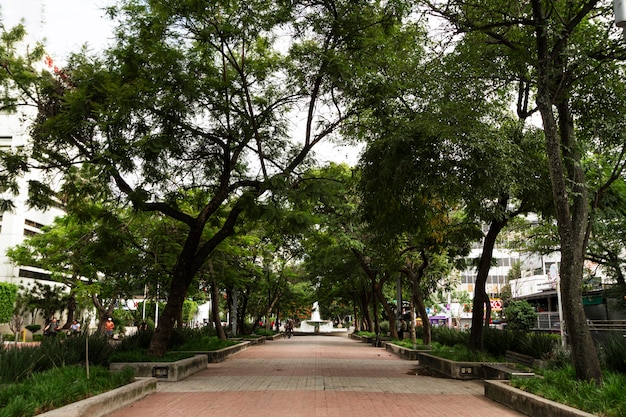 Stunning Landscape of Life in Mexico Featuring Trees – Free Download